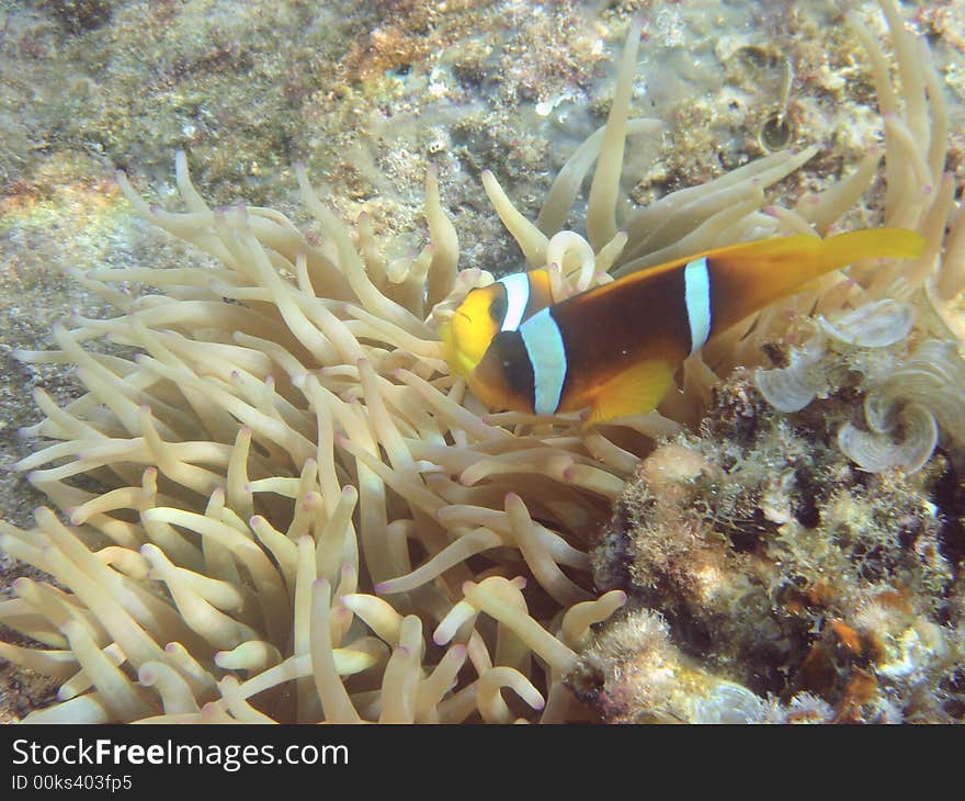 Angelfish and actinia, red sea egypt