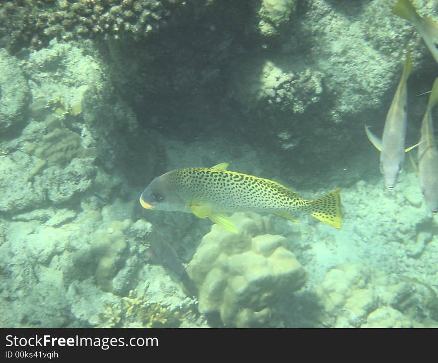 Angelfish red sea egypt africa