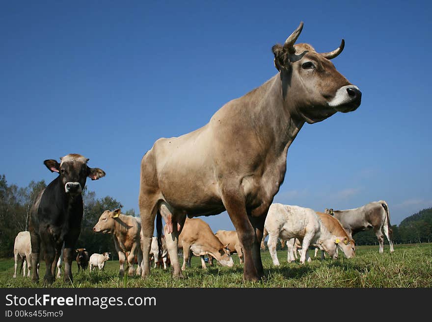 Grey cow