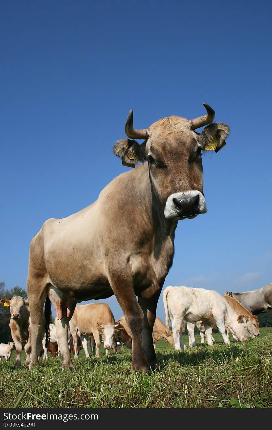 Grey cow with horns looking at photographer