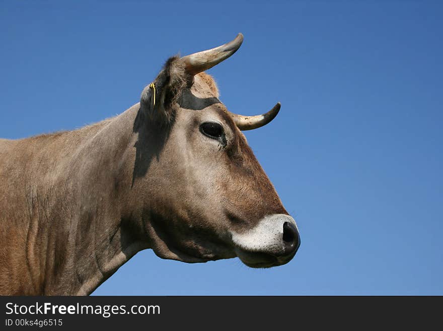 Portrait of grey cow and blue sky. Portrait of grey cow and blue sky