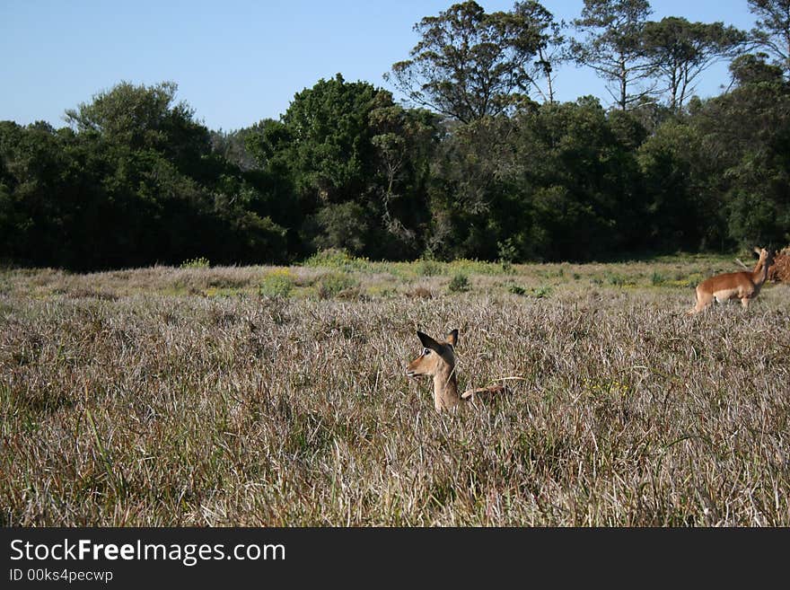 Impala hiding away in the grass on a game park trying to avoid being eaten . Impala hiding away in the grass on a game park trying to avoid being eaten