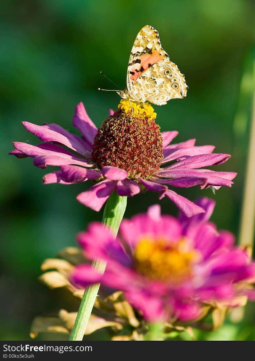 Butterfly And Flowers