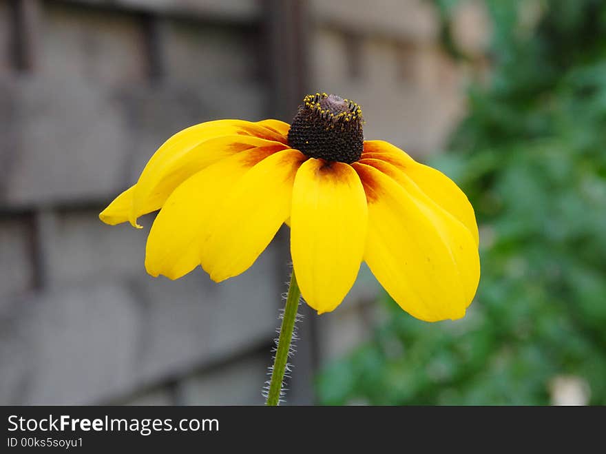 Yellow Flower