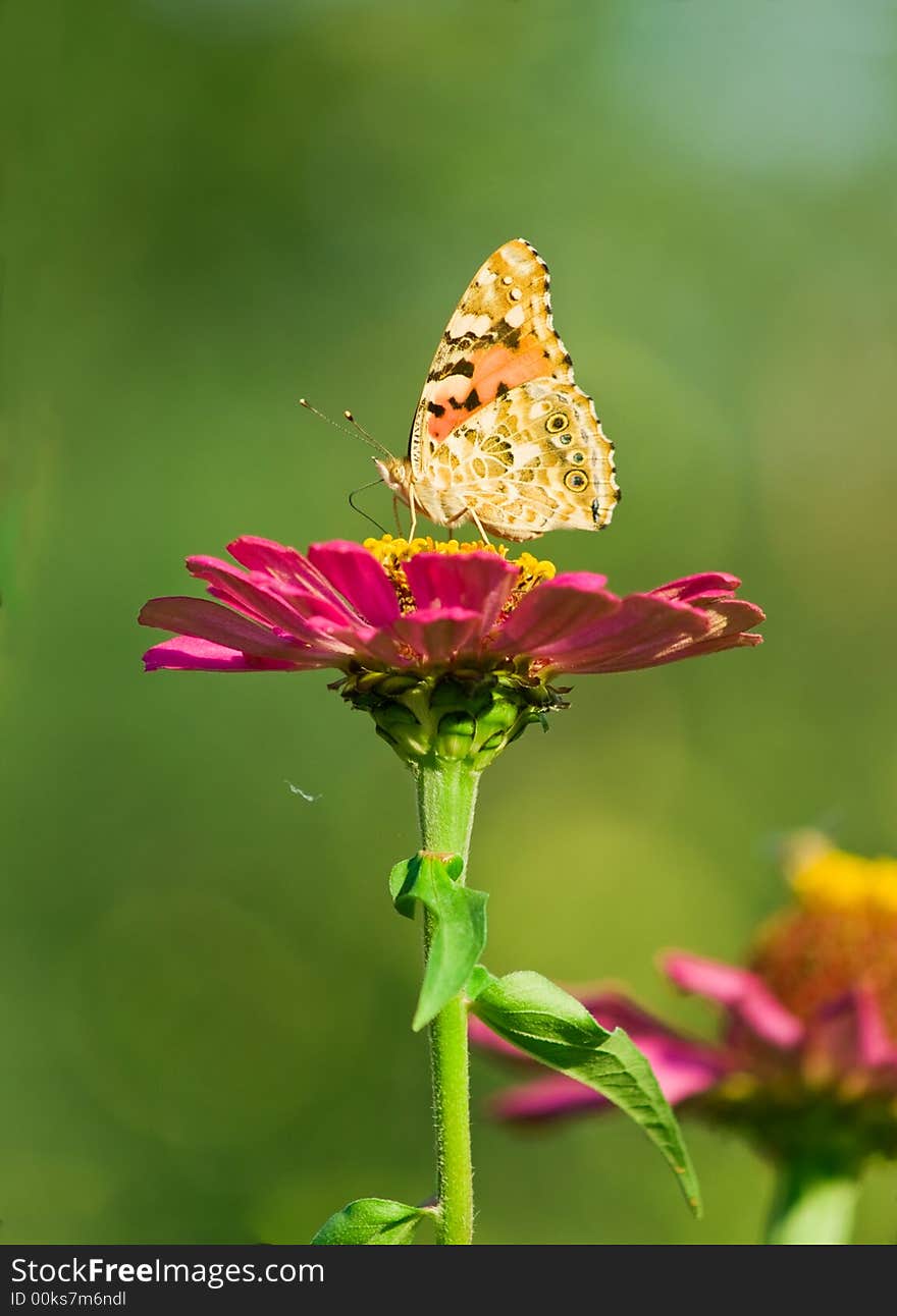 Closeup of butterfly on pink flower. blurred green background