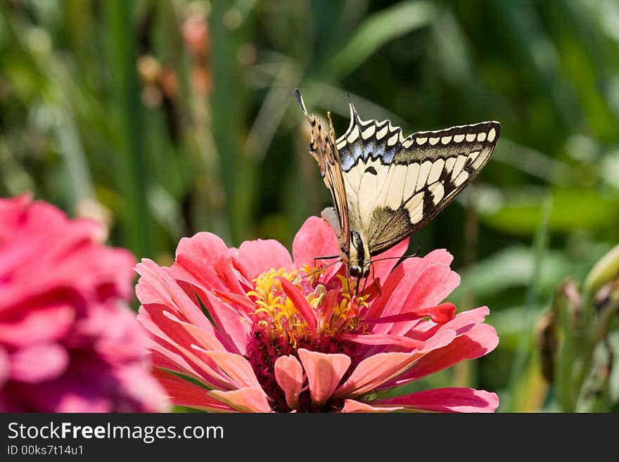 Butterfly on a pink flower