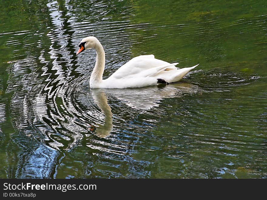 Swan wave