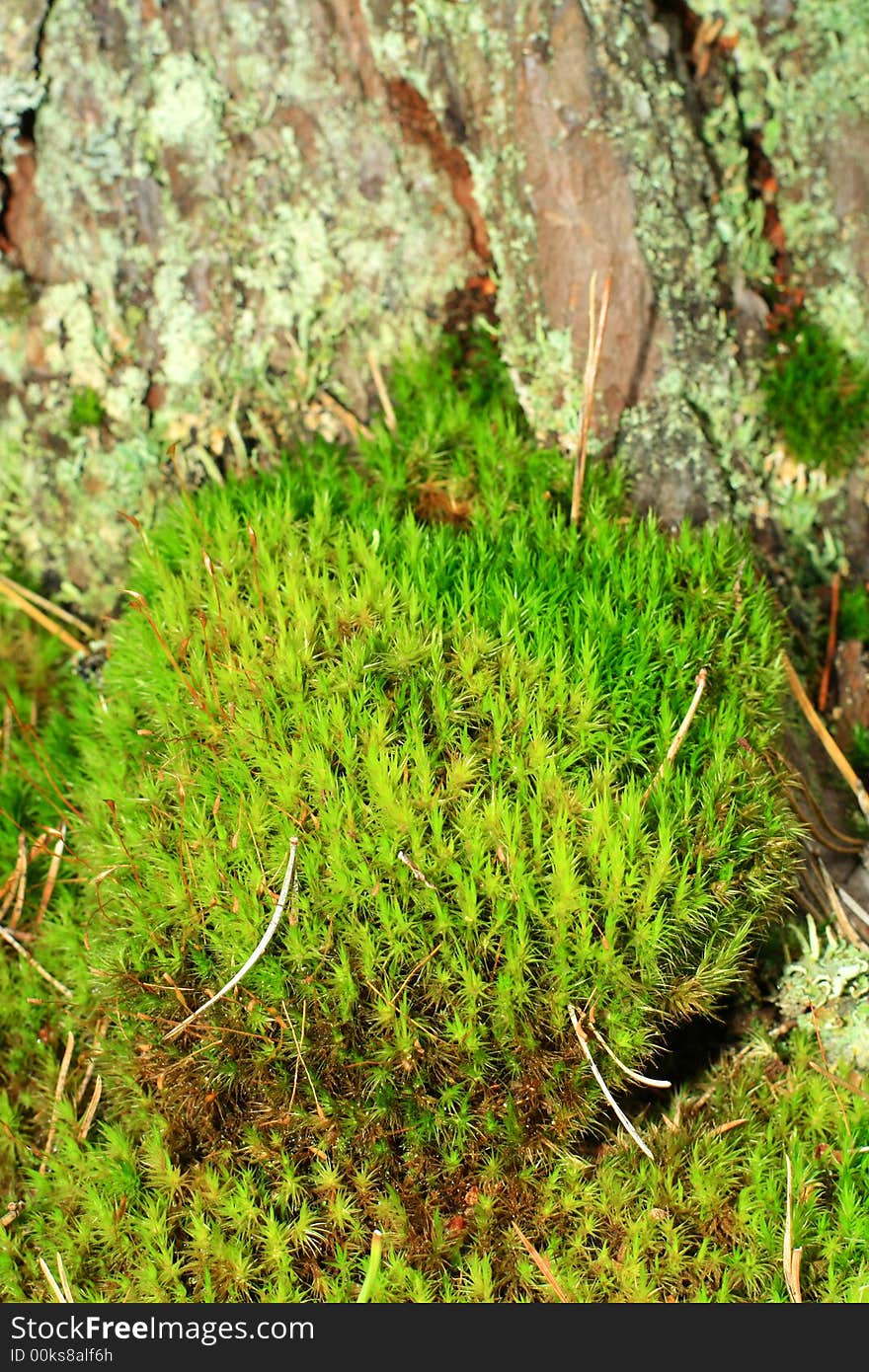 Moss close-up shot in woods