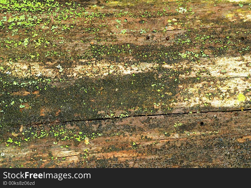 Natural bark texture close-up shot