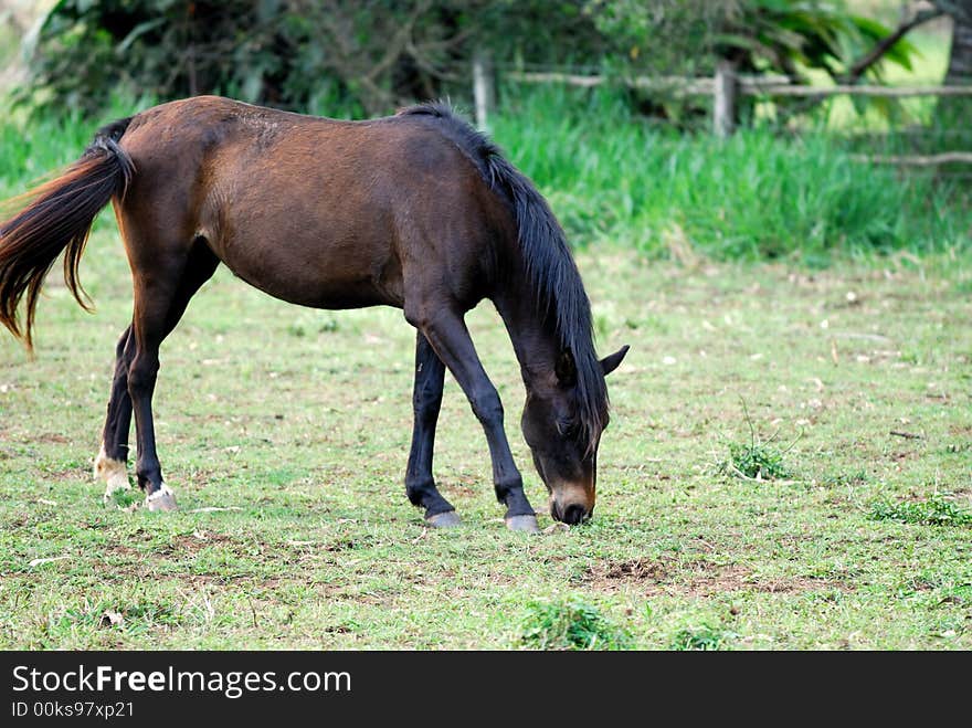 Horse and tontouta province new caledonia island