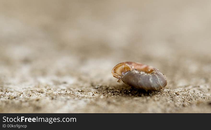 A dead animal on a stone. A dead animal on a stone