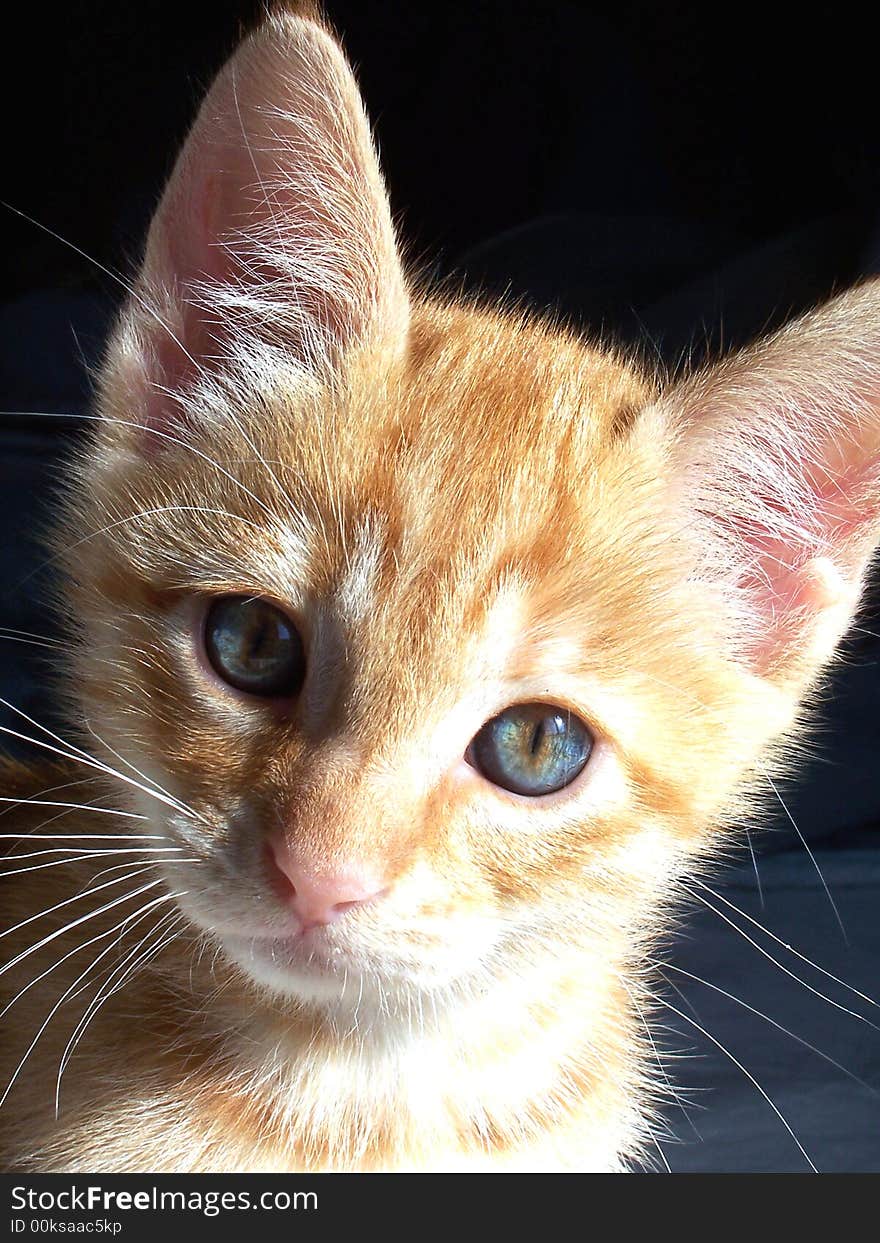 Image of a sweet orange kitten