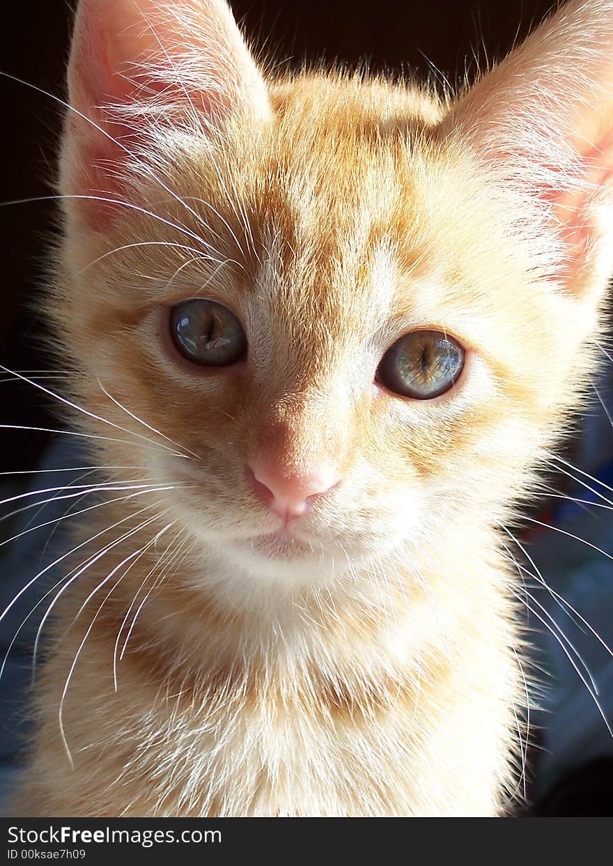 Image of a sweet orange kitten