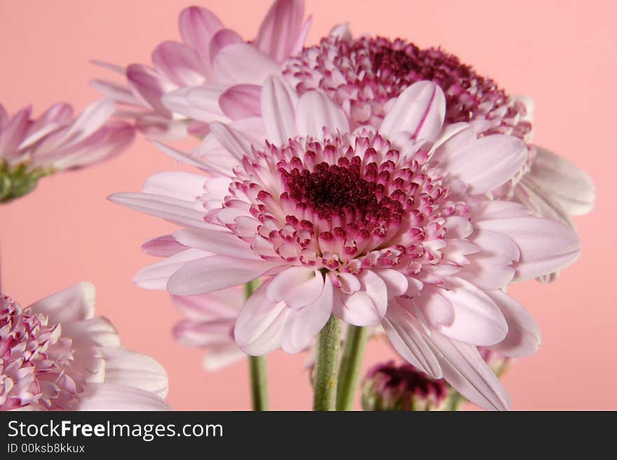 Pink daisies on the pink background