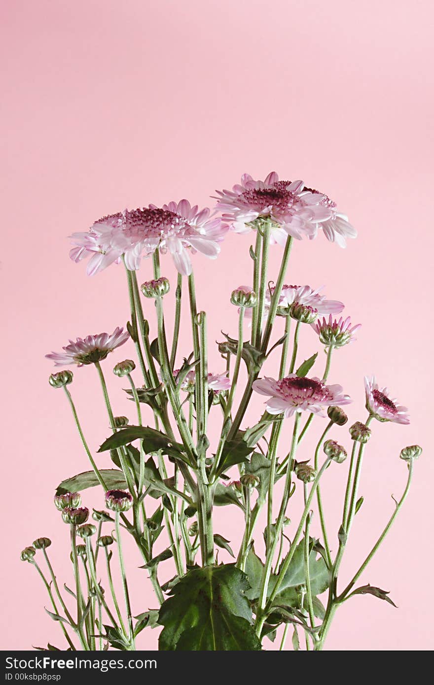 Pink daisies on the pink background