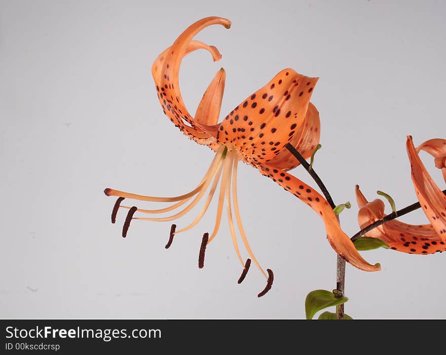 Beautifull orange lilly on the neutral background