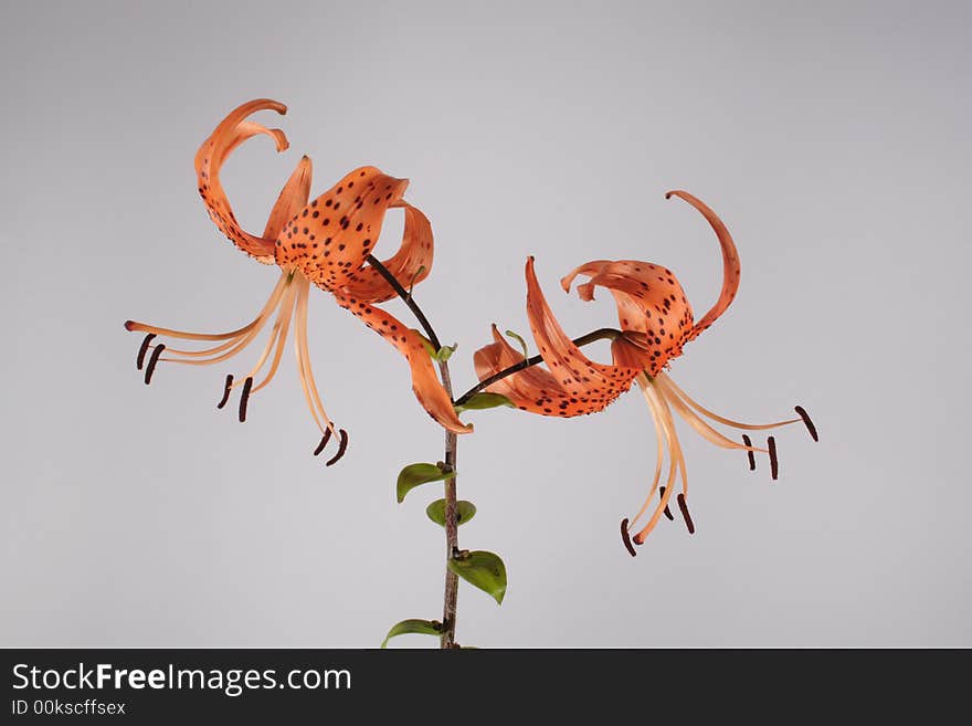 Beautifull orange lilly on the neutral background