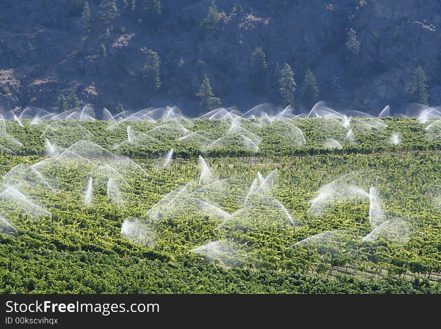 Vinery rows2