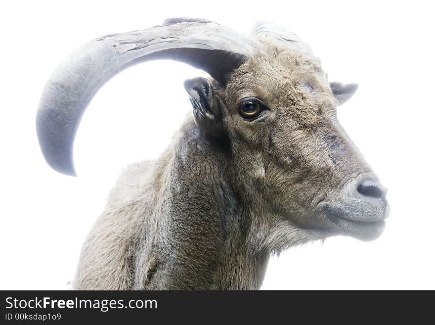 Mountain goat side view on white background