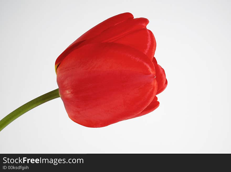 Red tulip