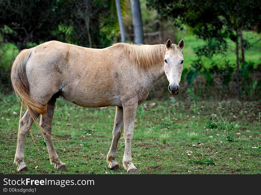 Horse and tontouta south province new caledonia island