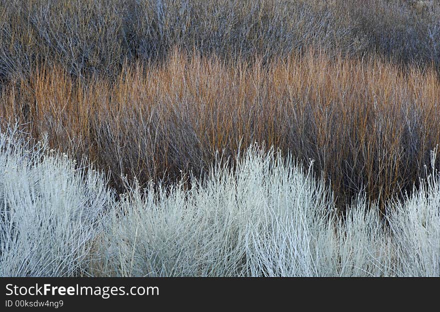 Three different varieties of dry brush create a nice textured background. Three different varieties of dry brush create a nice textured background.