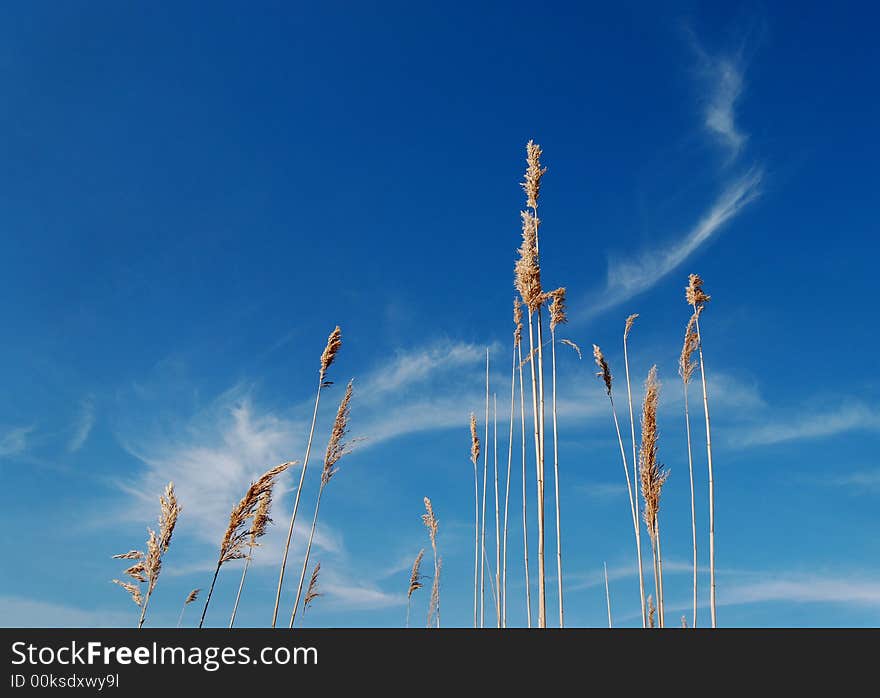 Cane over blue sky and white clouds. Cane over blue sky and white clouds