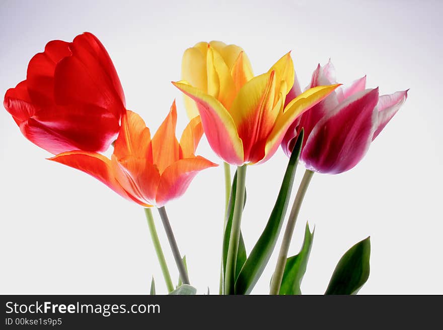 tulips