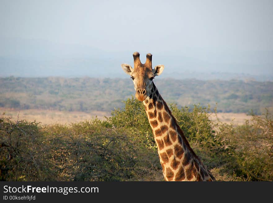 Giraffe's look - South Africa - Kruger National Park