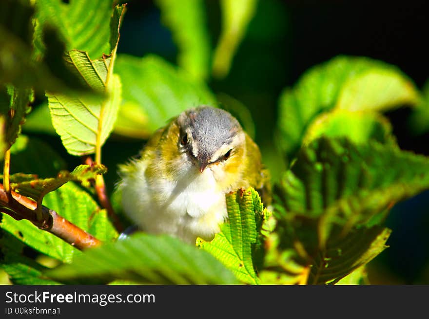 Bird Closeup