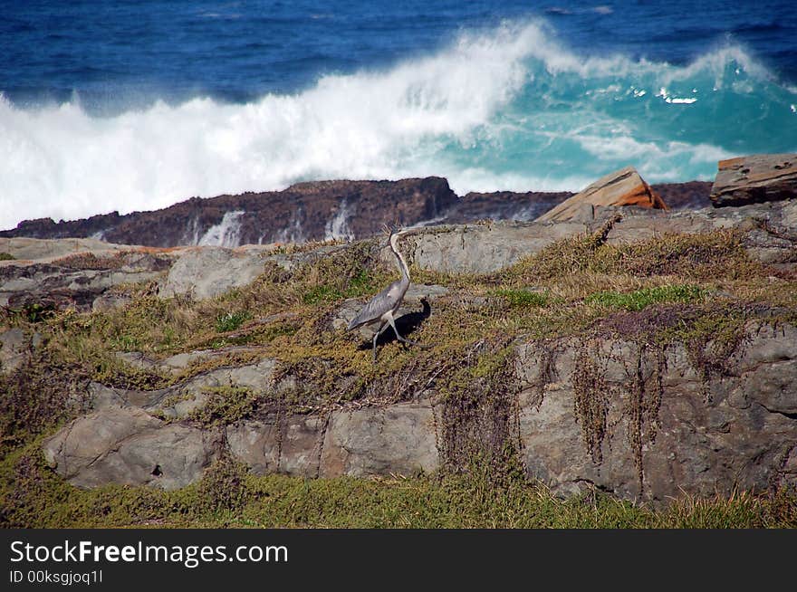 South Africa - Grey Heron at the rocks