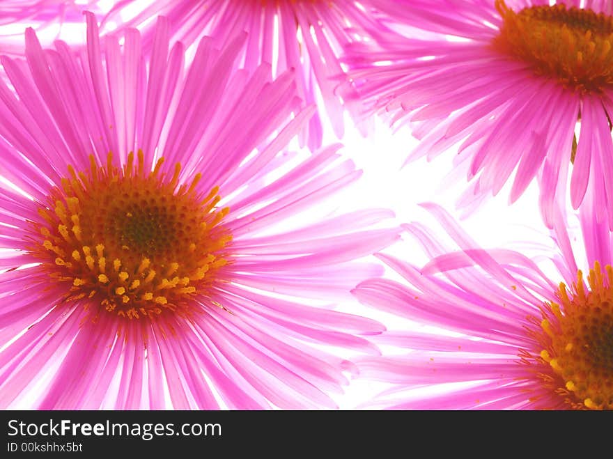 Pink asters