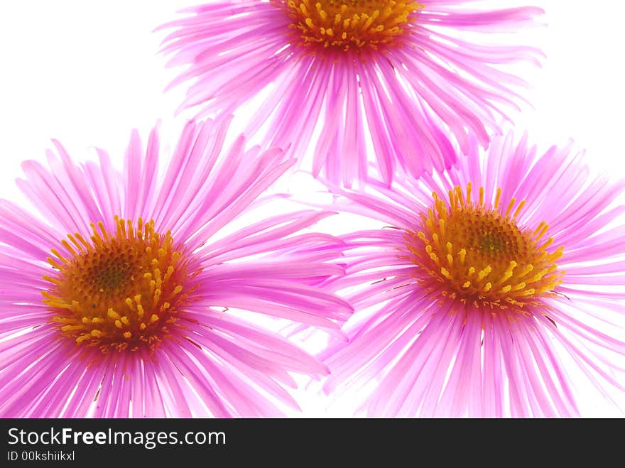 Pink asters on light box