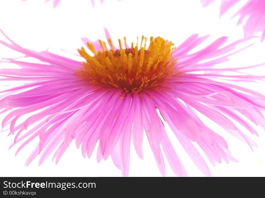 Aster