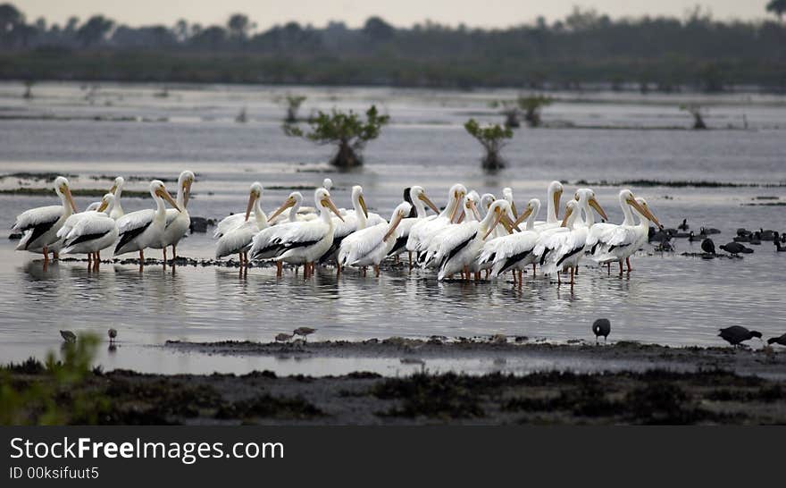 White Pelicans in the water