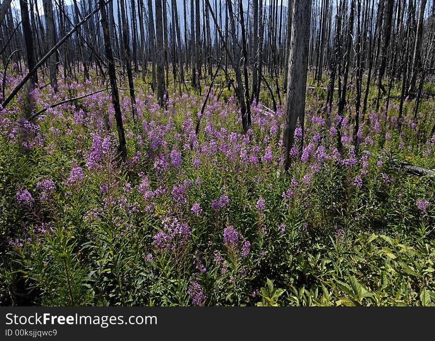 Fire-weed flowers bloom soon after the fire in Kootenay National Park. Fire-weed flowers bloom soon after the fire in Kootenay National Park