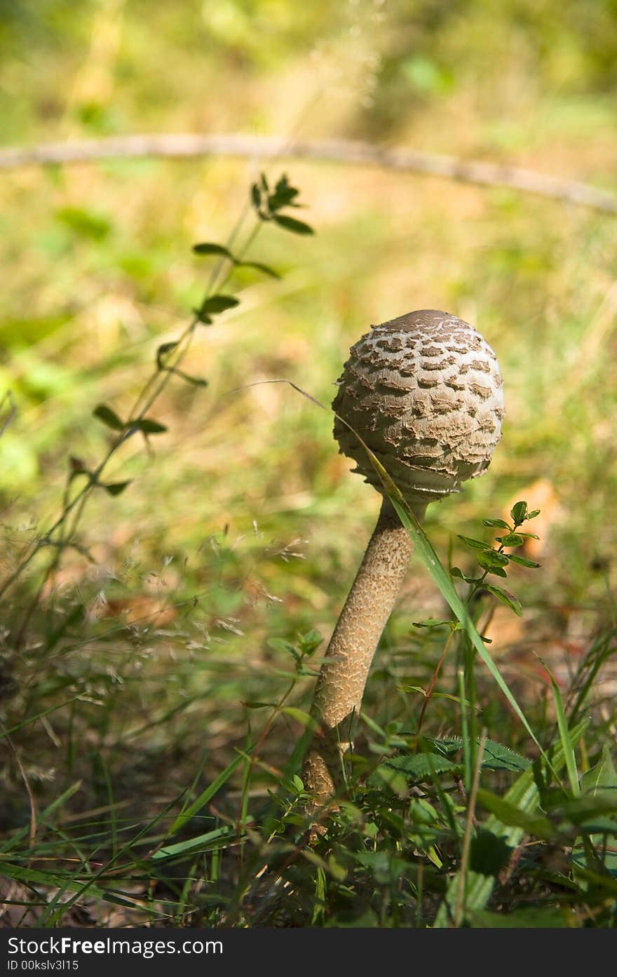 Mushroom in the grass