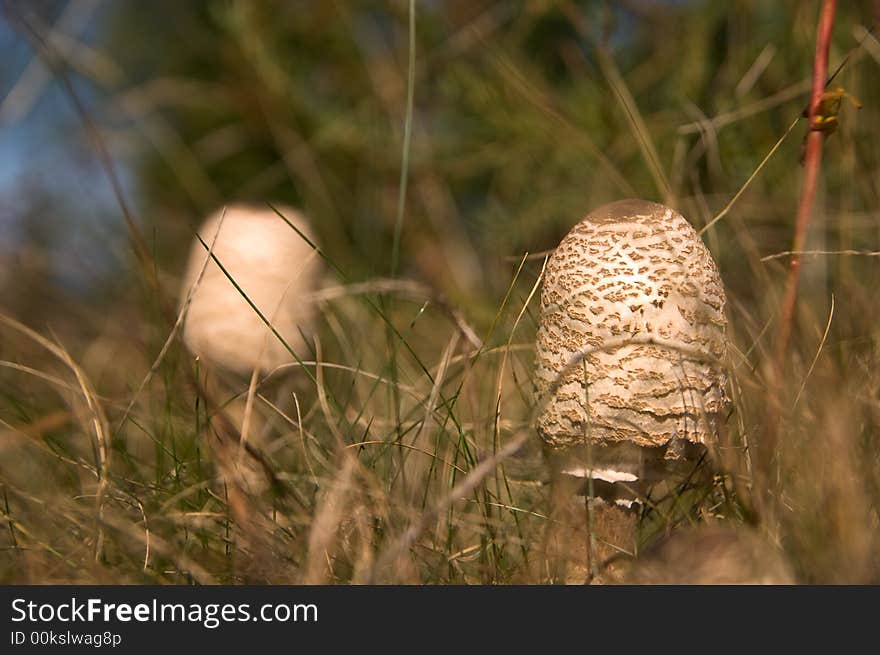 Two parasol mushrooms