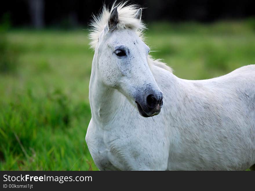 Wight horse tontouta village south province new caledonia