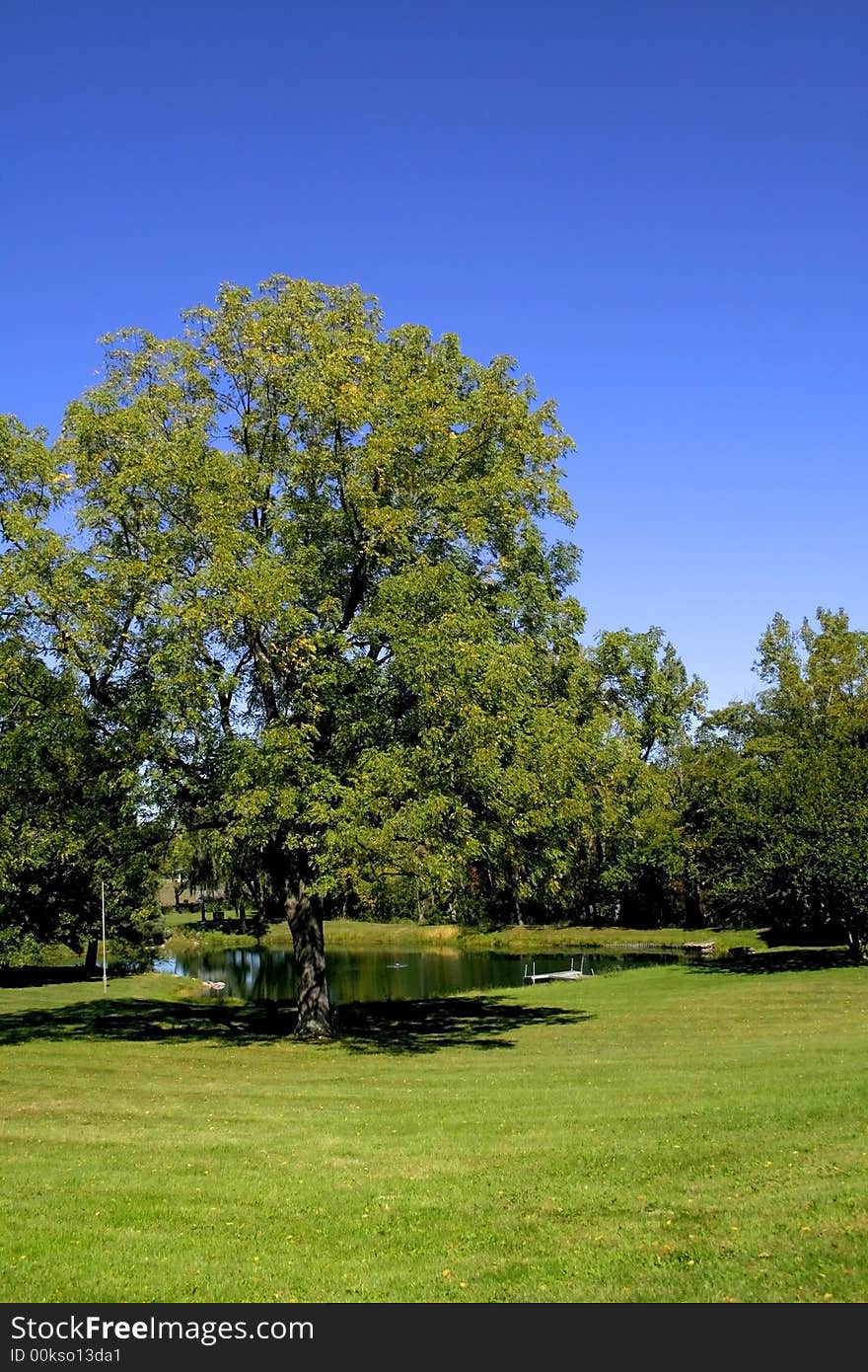 Small pond in a lush green park during bright sunny day