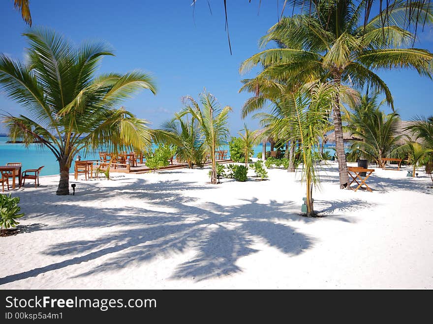 Coconut trees and beach on Full Moon, Maldives