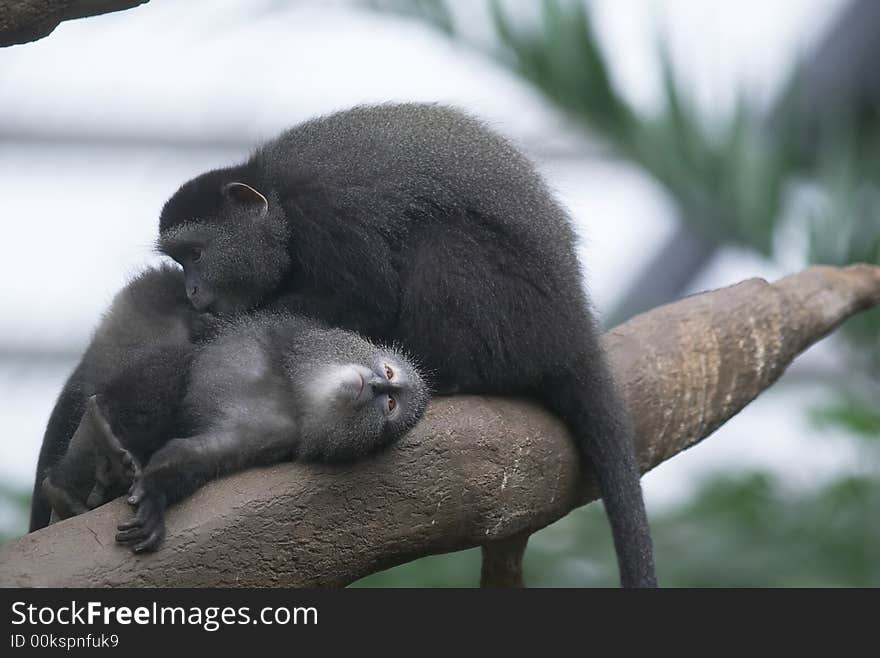 One monkey in a zoo grooming another. One monkey in a zoo grooming another.