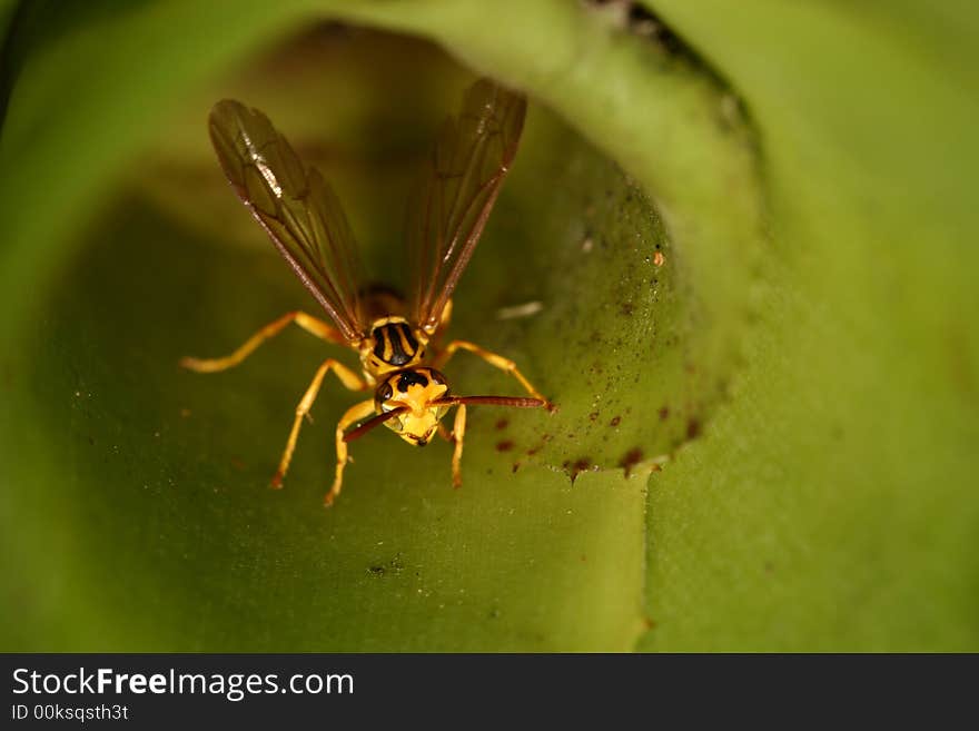 Wasp closeup