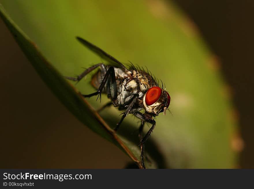 Fly closeup full detail insect. Fly closeup full detail insect