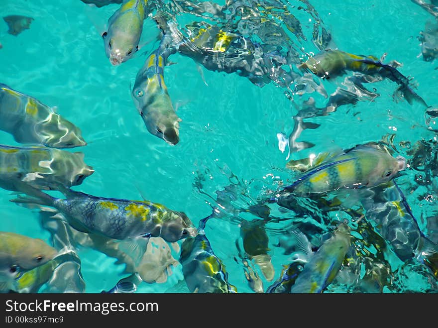 Fishes grabbing food at the dock of Full Moon Island, Maldives