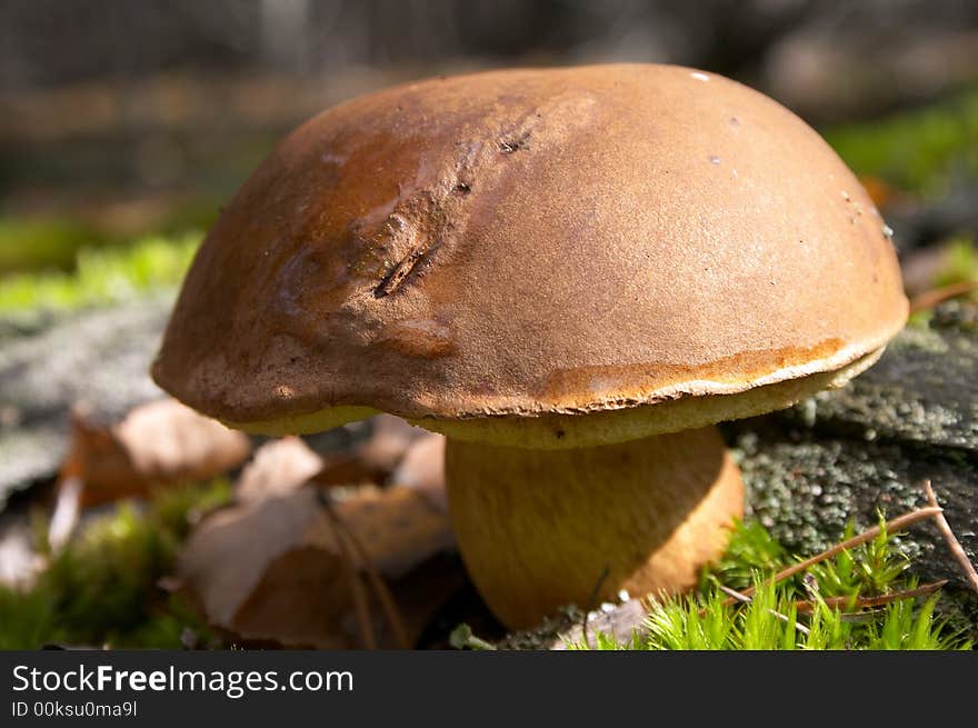 Fall mushroom in pine forest. Fall mushroom in pine forest