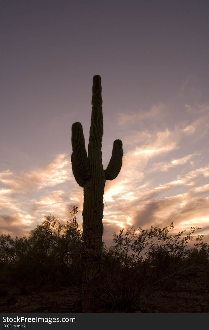 Saguaro cactus sunset