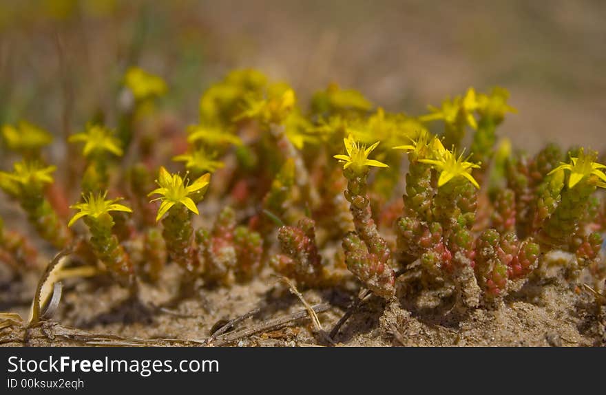 Little flowers