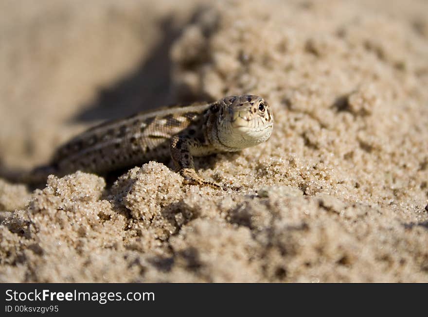 The lizard on sand is basked in the sun