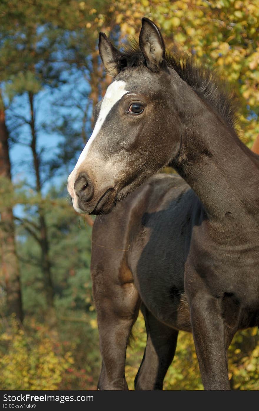 One month foal looking curiosly to you. One month foal looking curiosly to you